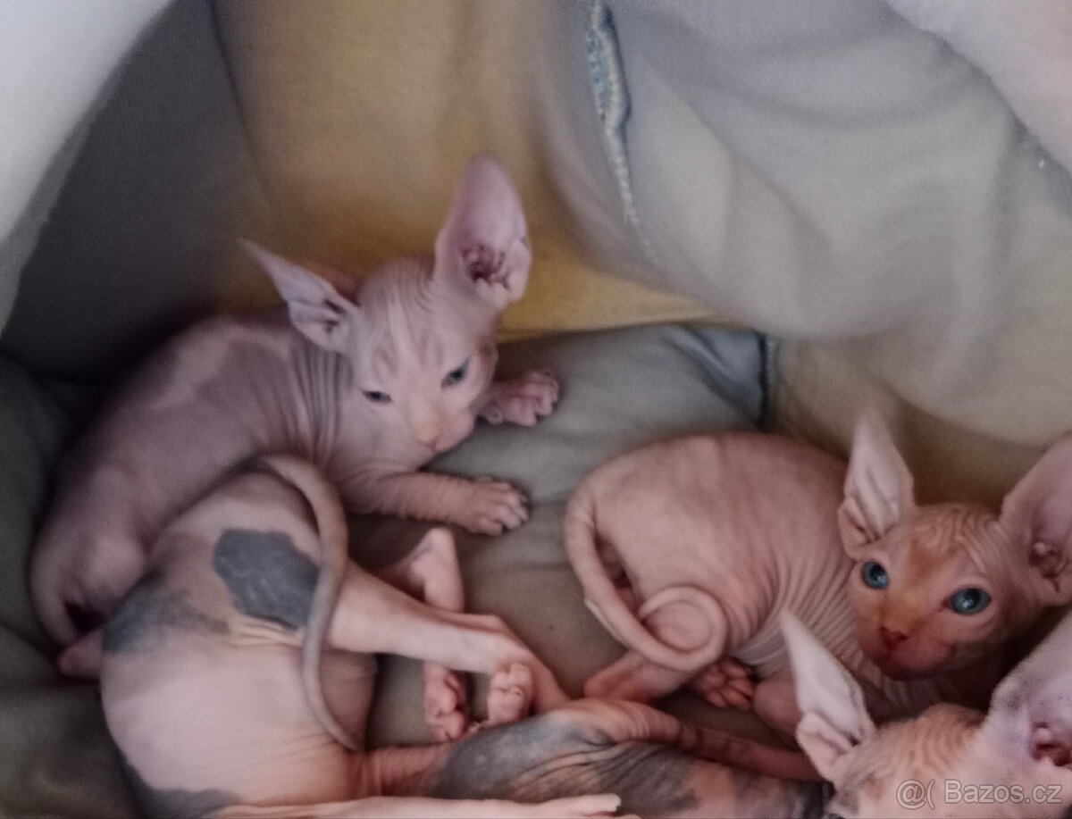 Kanadský sphynx kocourci bez PP