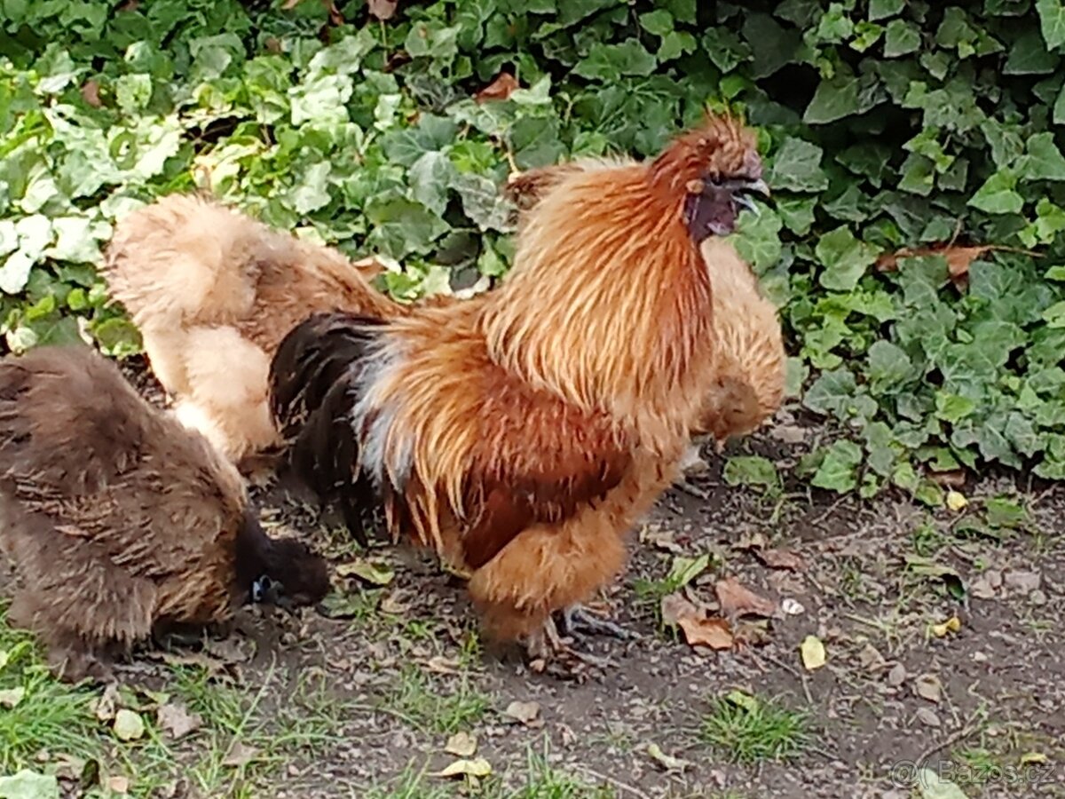 Prodám kohouta hedvábničky (Krémový -bílý)