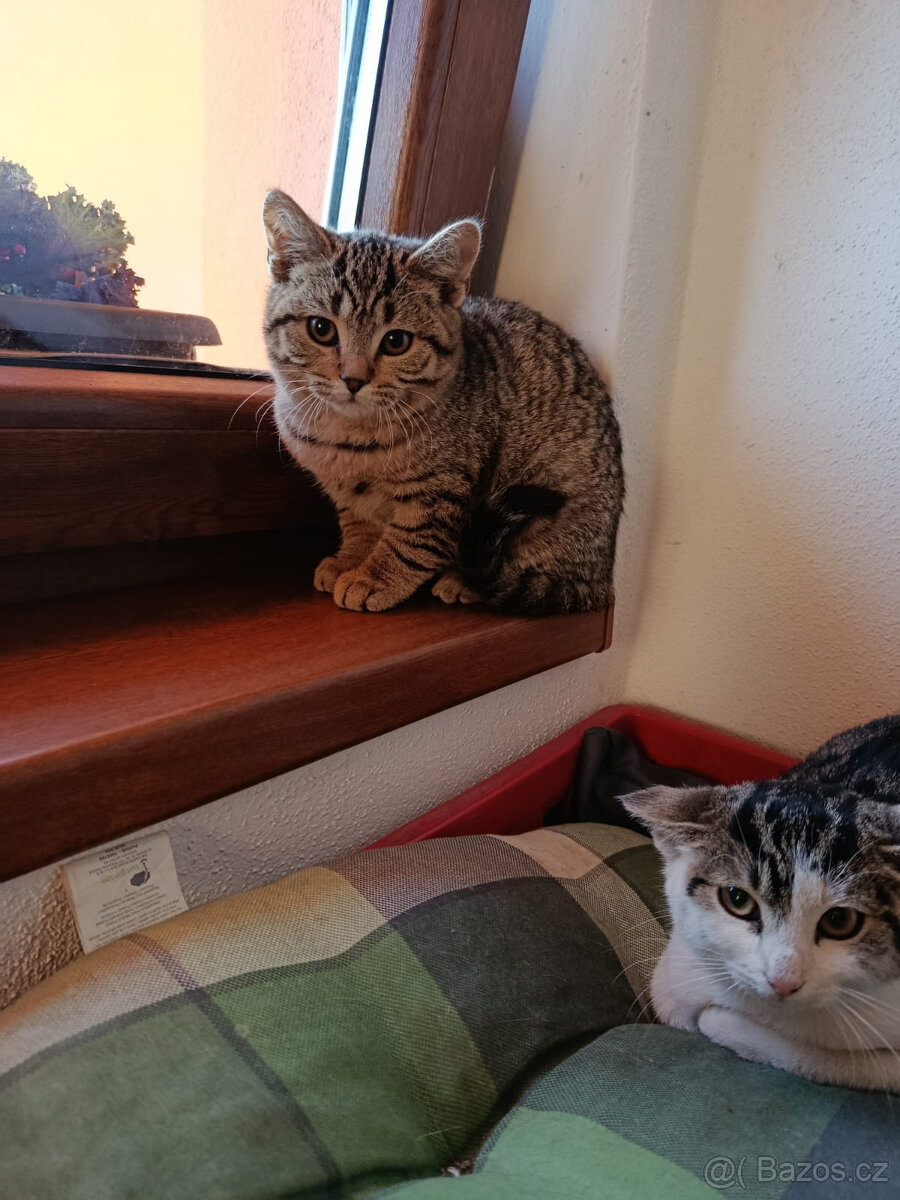 Opuštěná koťatka z Bavorova