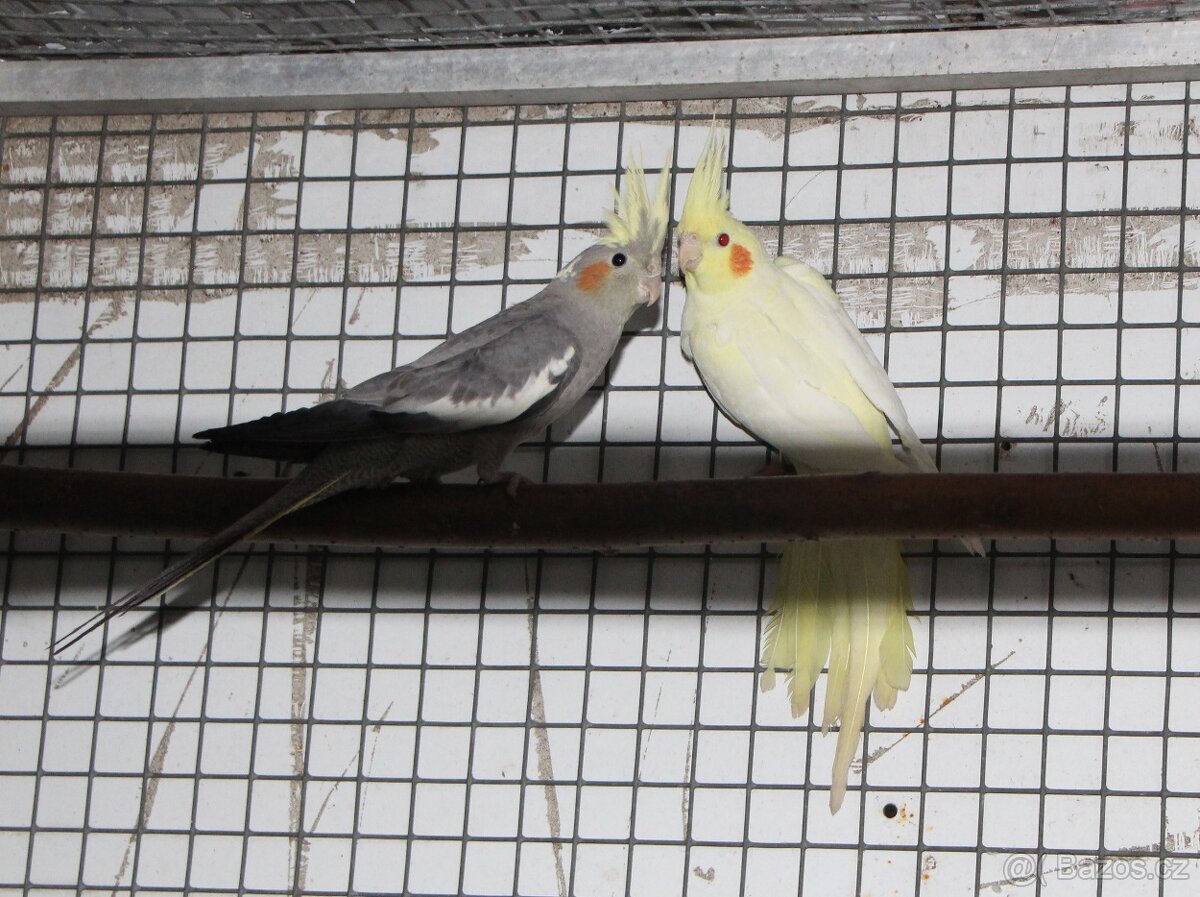 Letošní odchovy australských papoušků