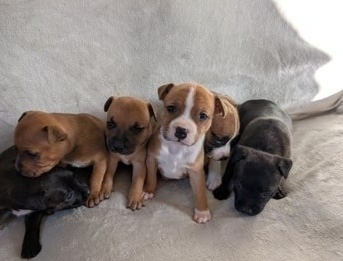 Stafordšírský bulteriér