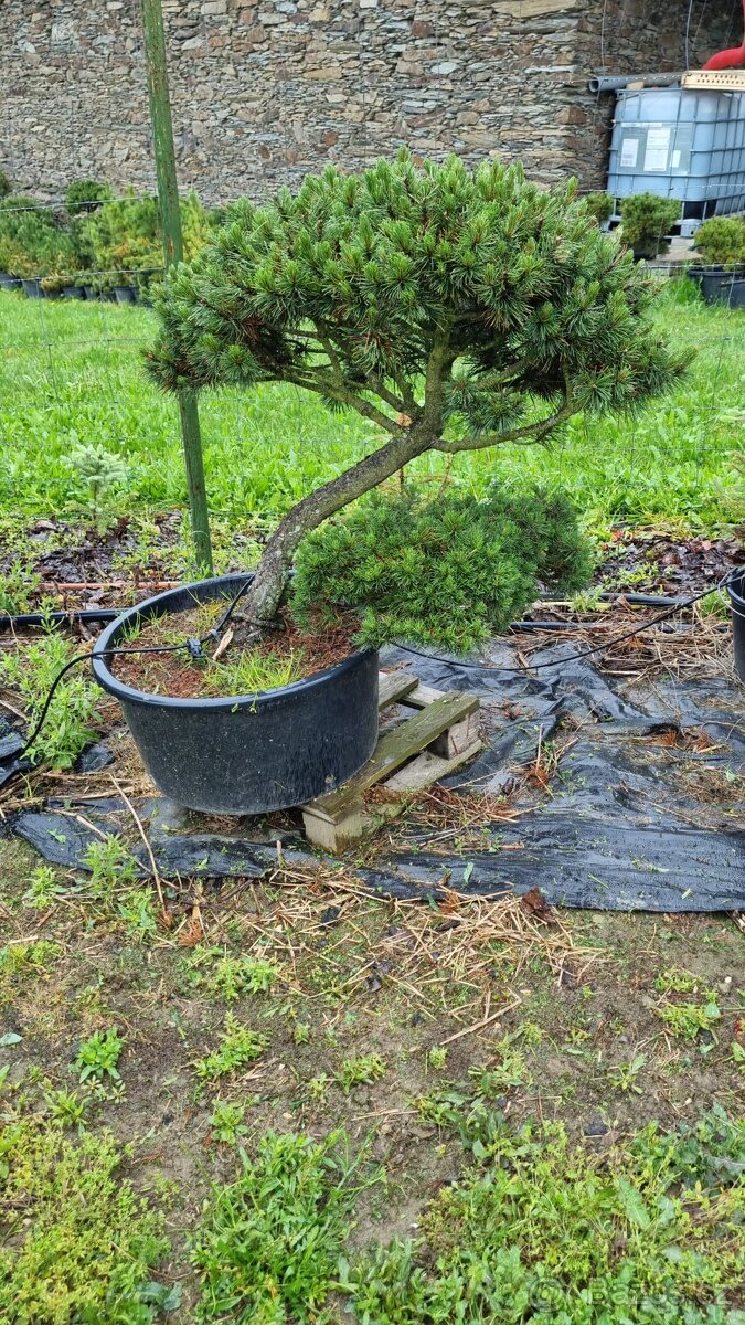 Bonsaj pinus mugo