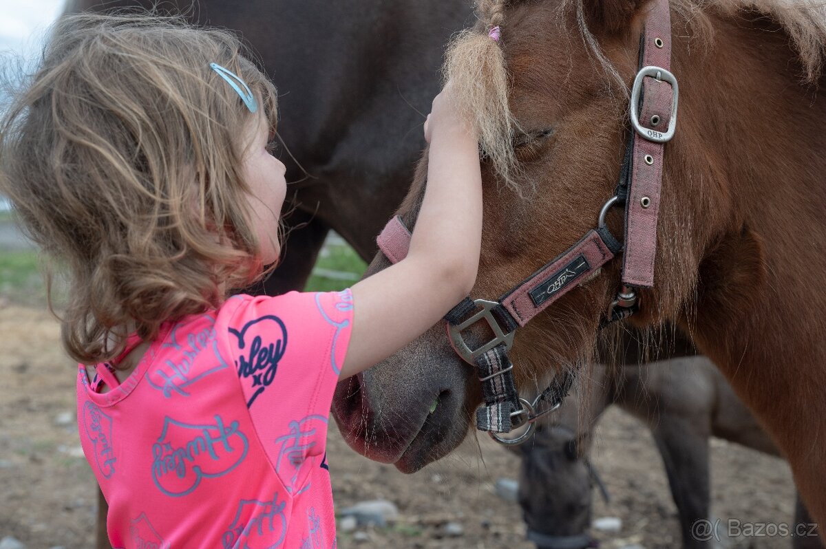 Minihorse klisna