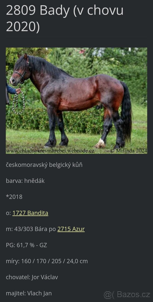 Plemenný hřebec ČMB 2809 Bady