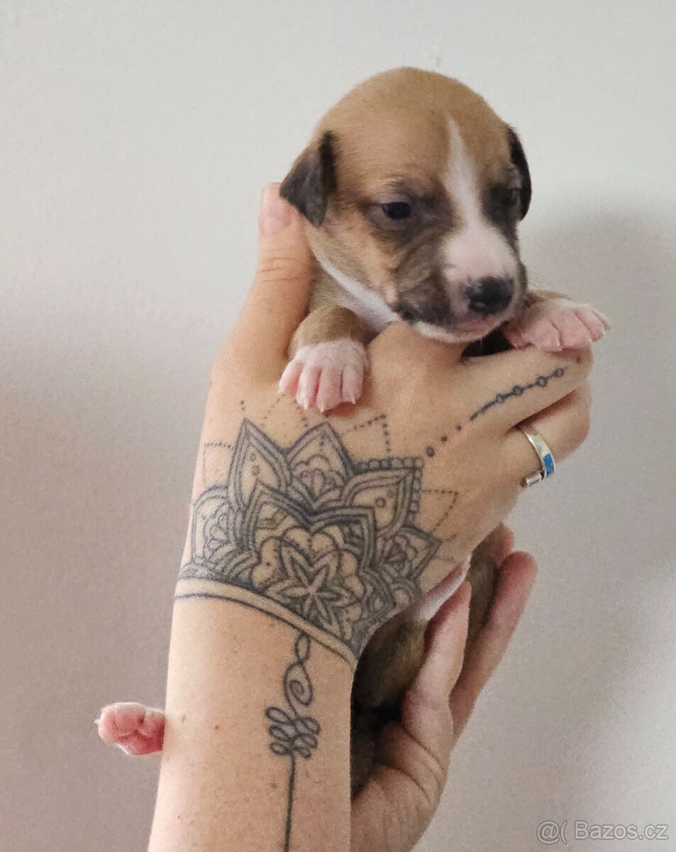 Whippet s PP