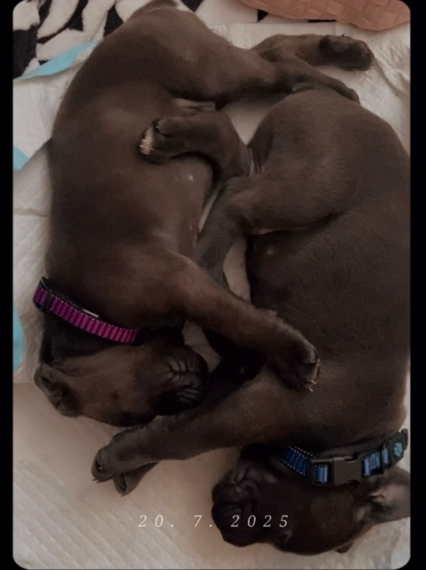 Cane Corso
