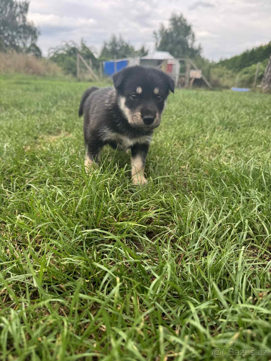 Husky křížený ovčákem