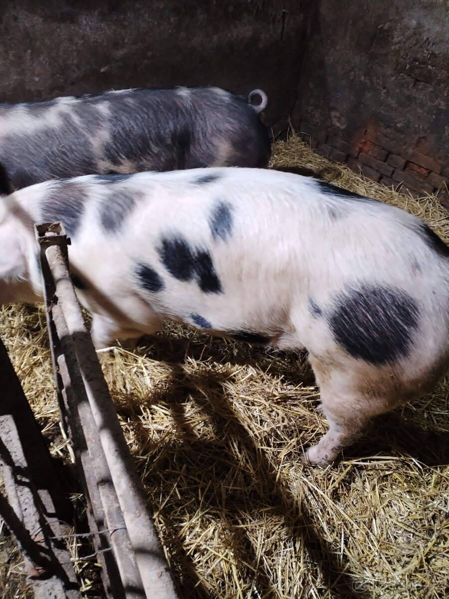 Prodám prase na porážku