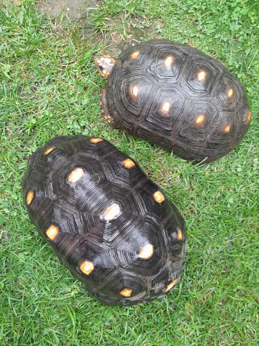 Želva Uhlířská - dospělé dvě samice