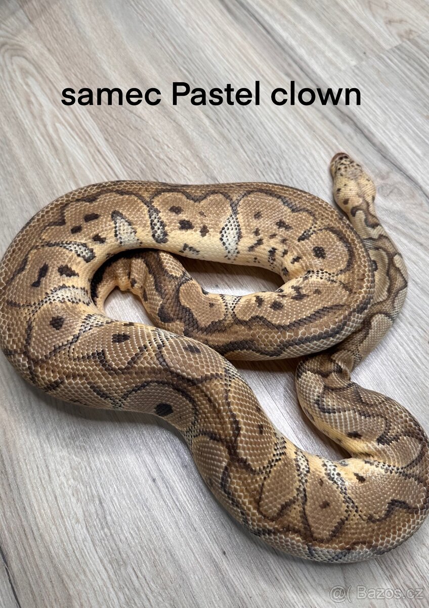 Krajta královská Python Regius
