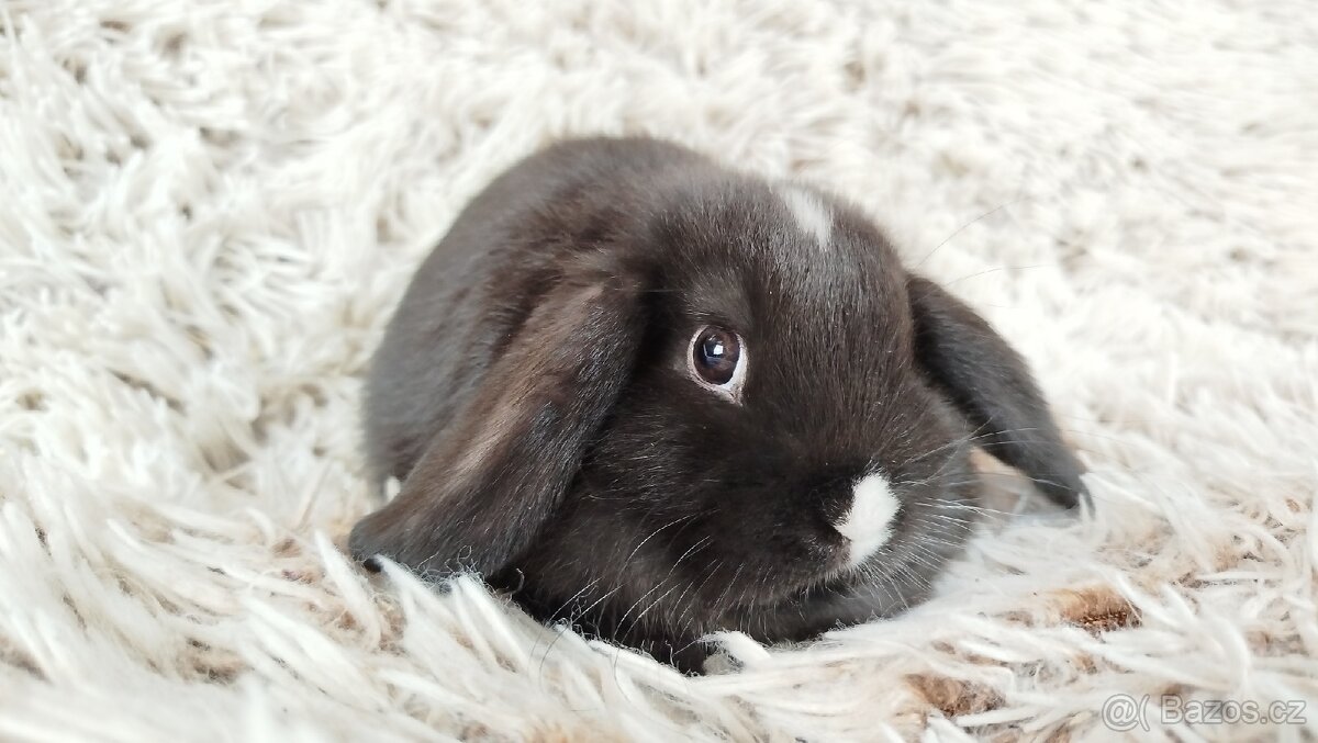 Zakrslý beránek, králíček, králík - DAN
