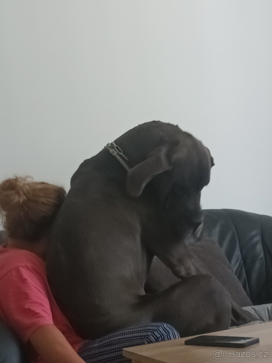 Německa Doga modrá