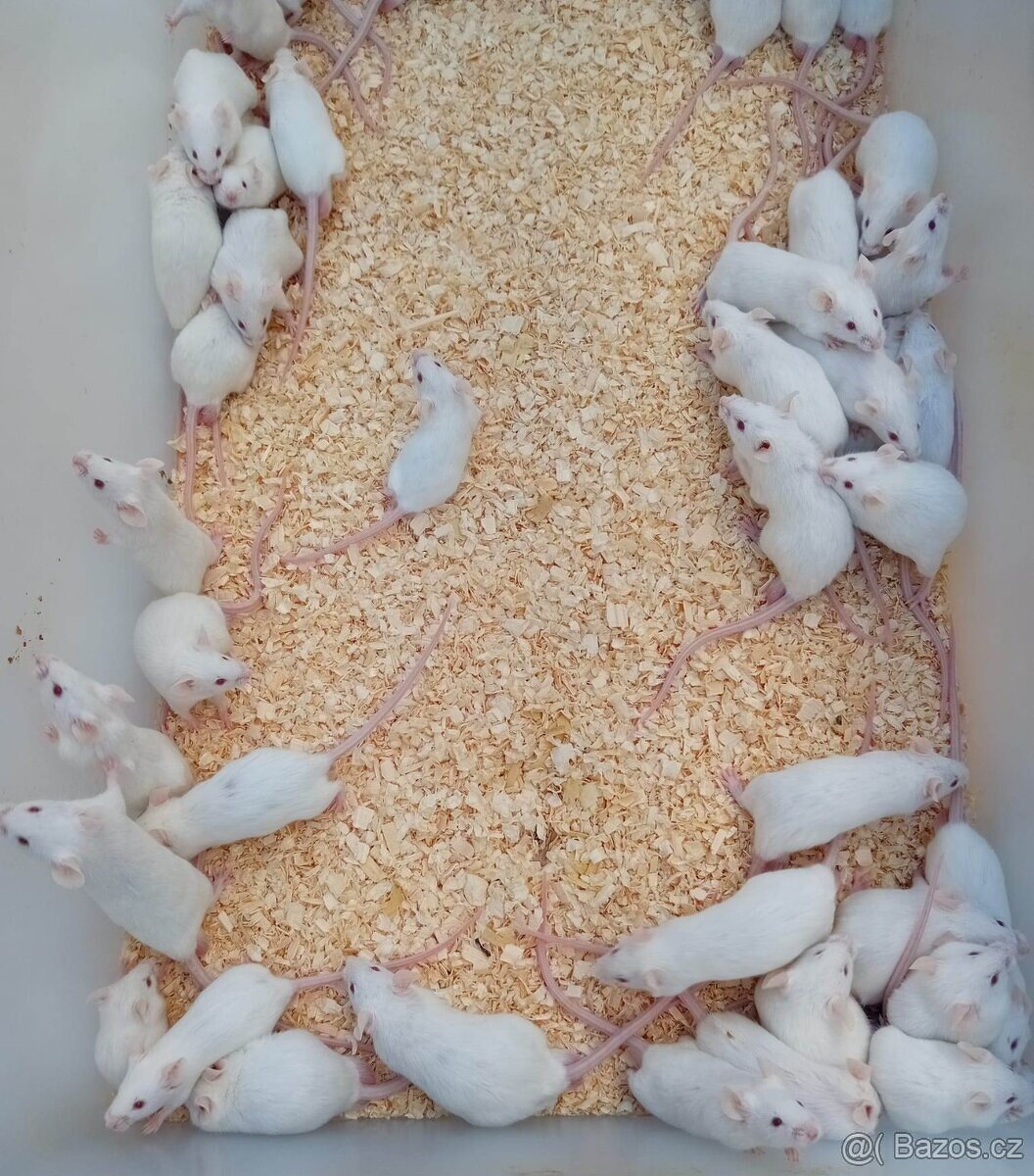 prodám přebytky z chovu