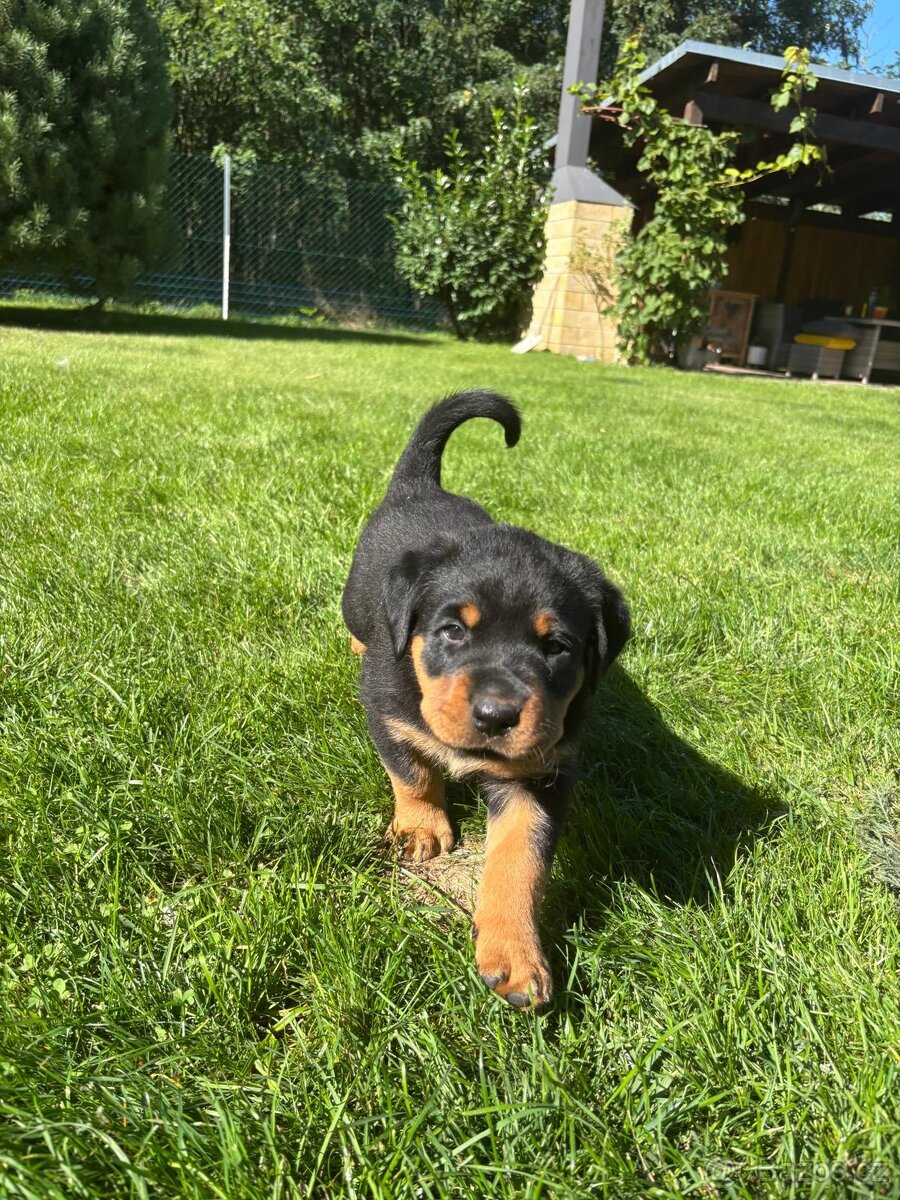 Rottweiler RTw