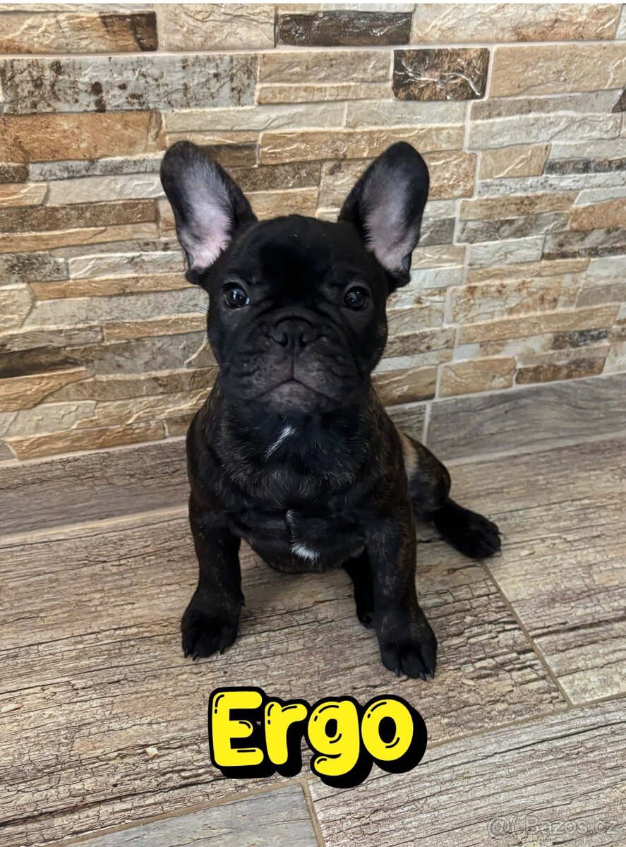 Francouzský buldoček s PP