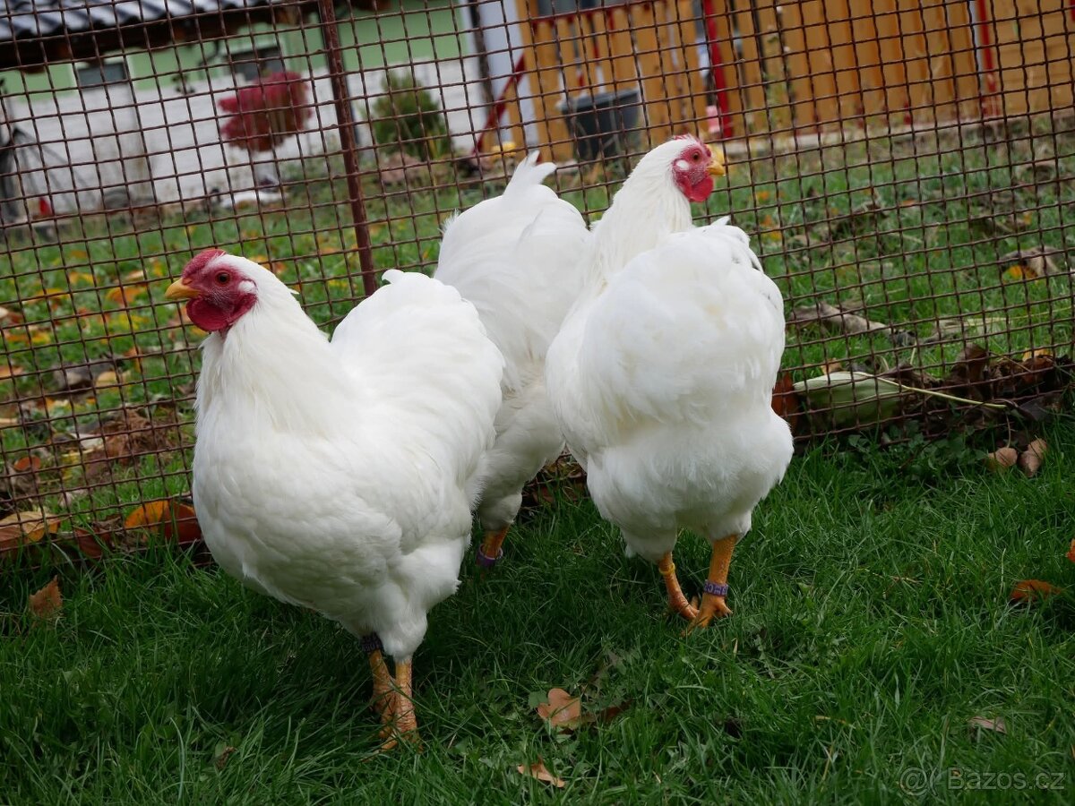 Wyandotka zdrobnělá