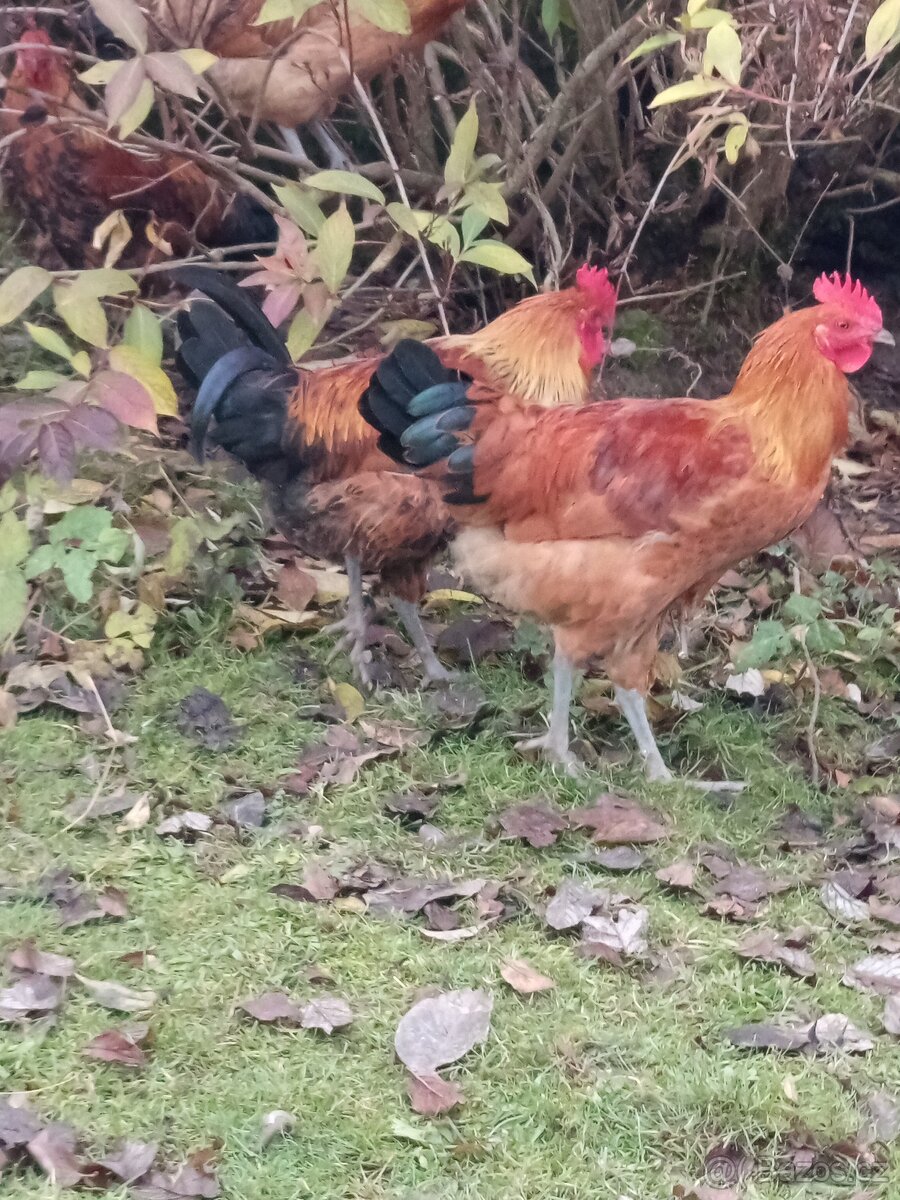 Kohouti Česka zlatá kropenka