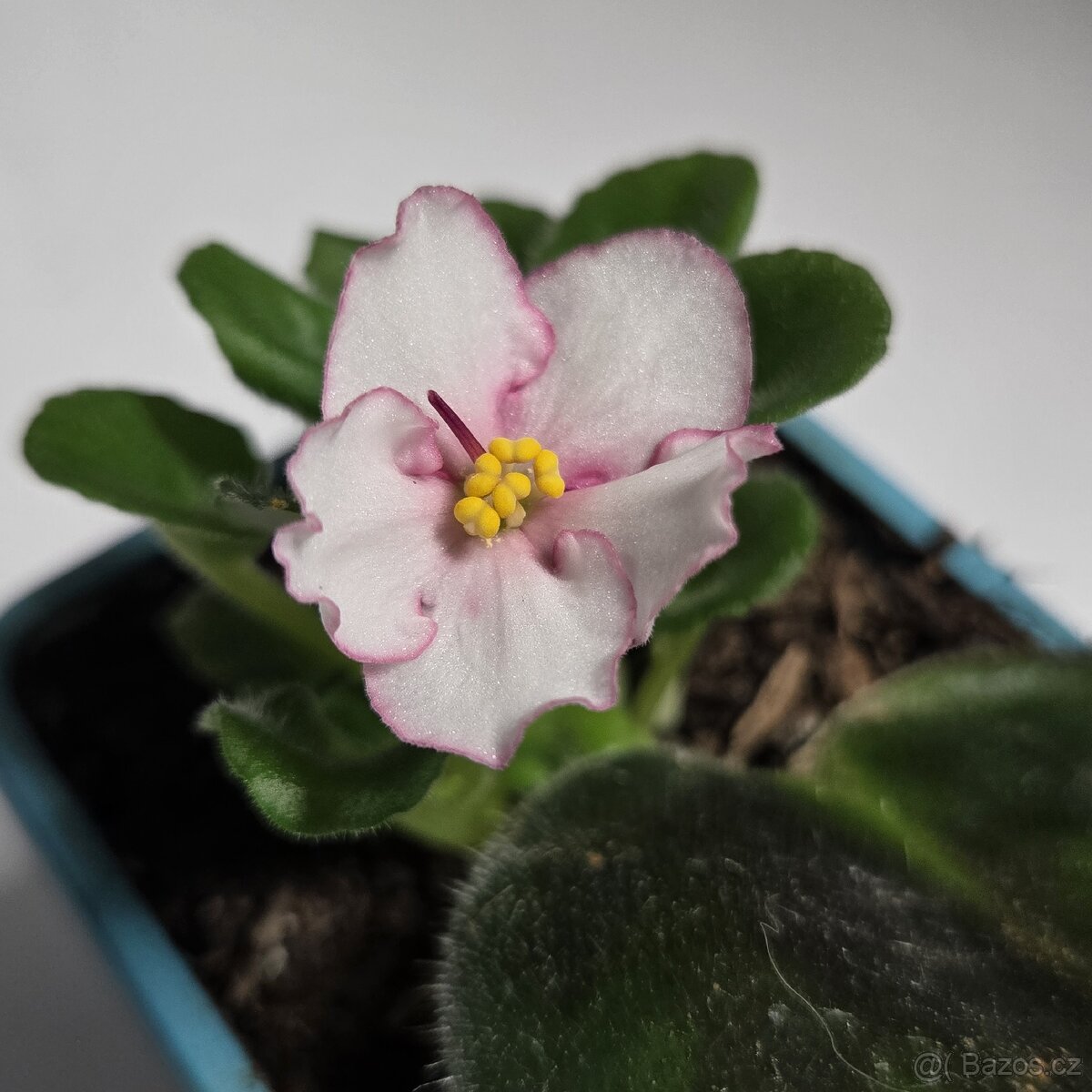 Fialka bílá,  růžové okraje květů