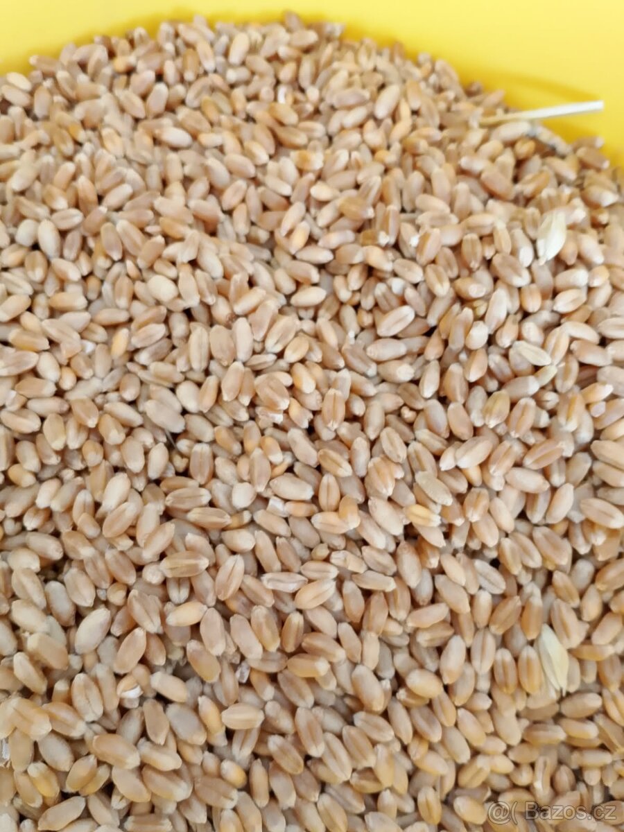 Pšenice, kukuřice, ječmen.