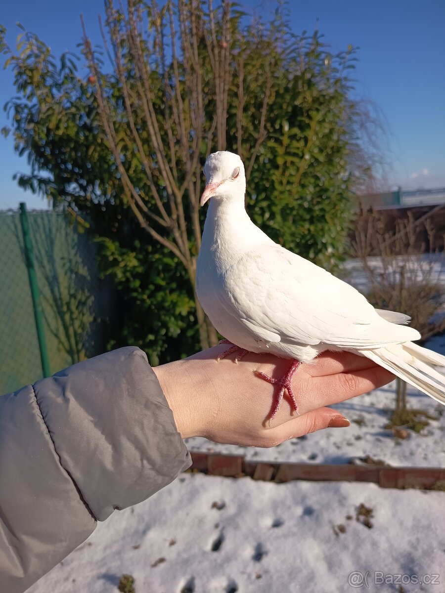 Koupím hrdličku chechtavou
