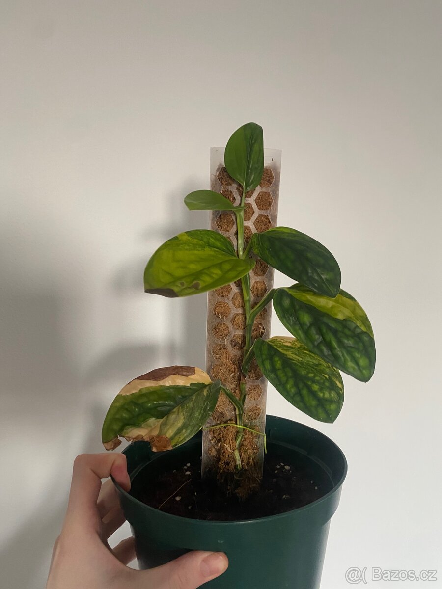 Monstera Karstenianum Peru Variegata