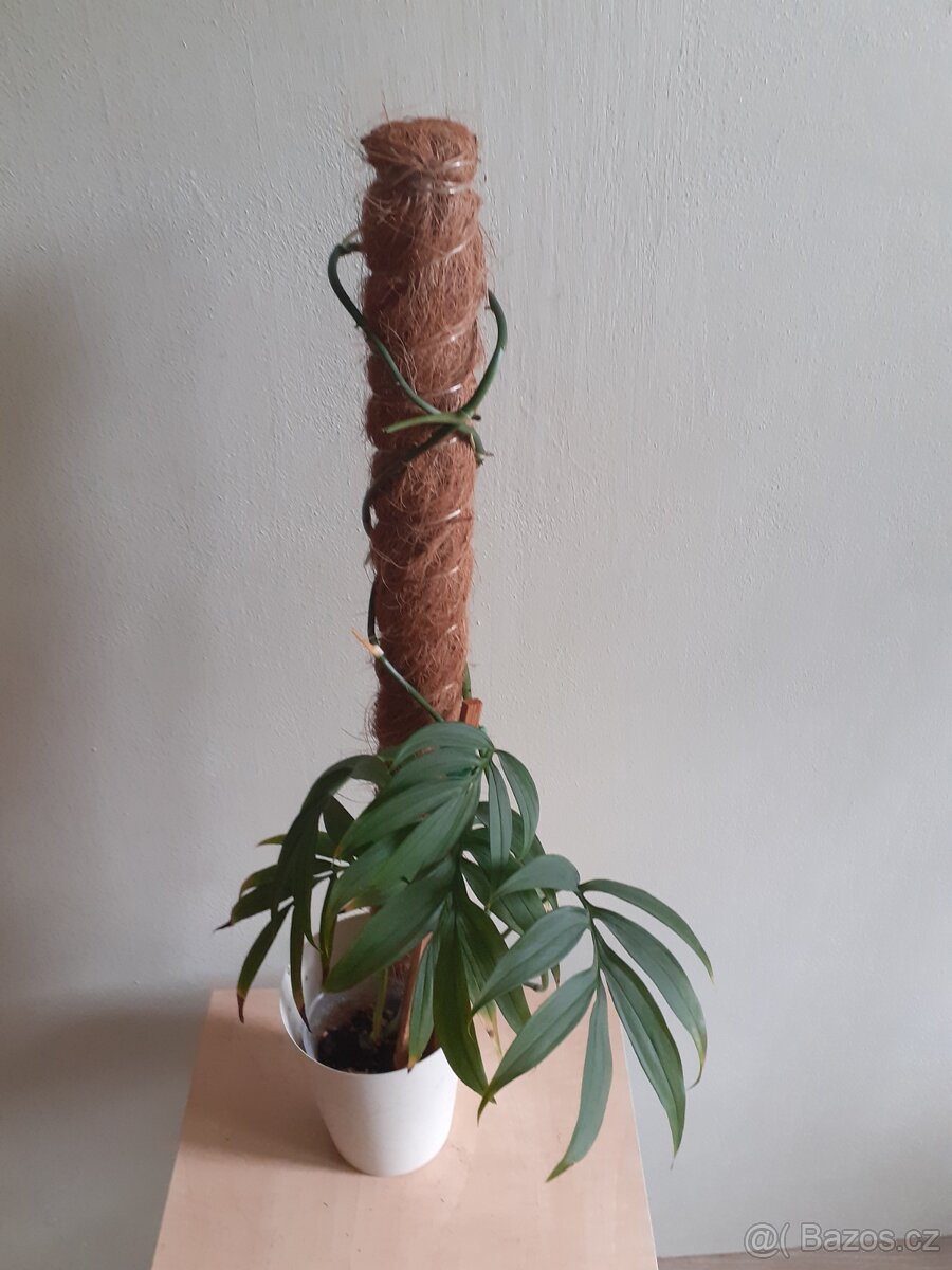 Monstera Subpinnata