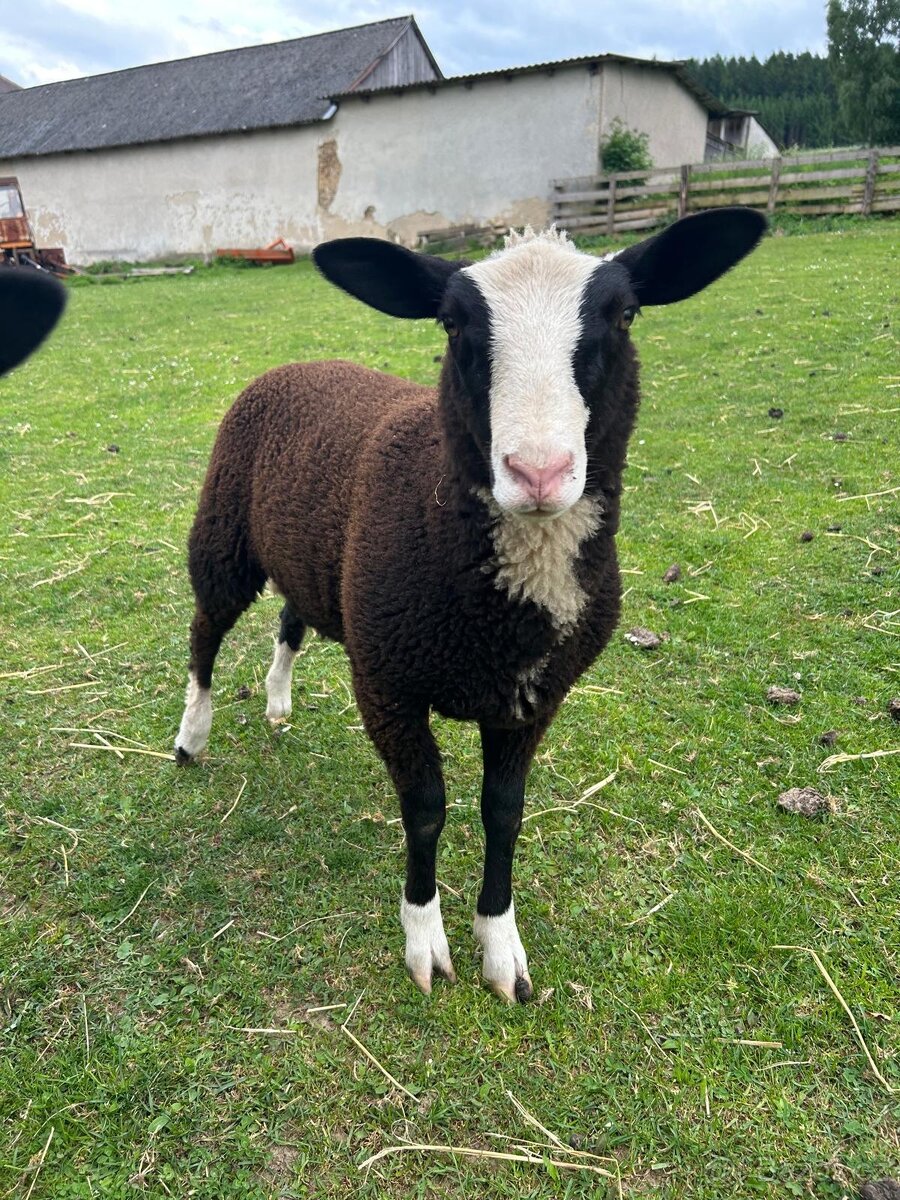 Jehňičky Zwartbles