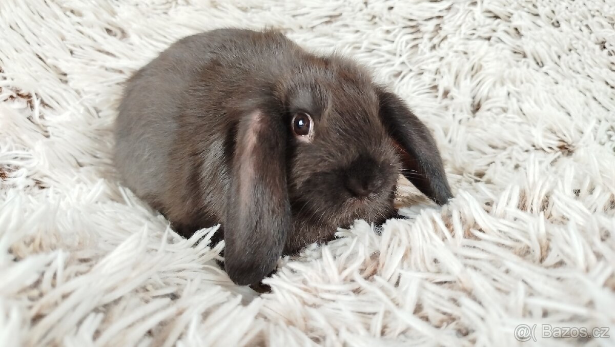 Zakrslý beránek, králíček, králík- PEGAS
