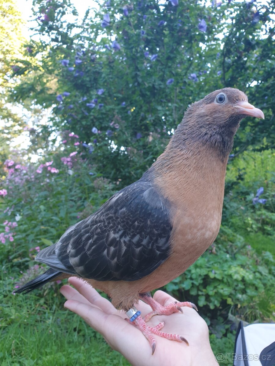 Hledáte holubího parťáka?