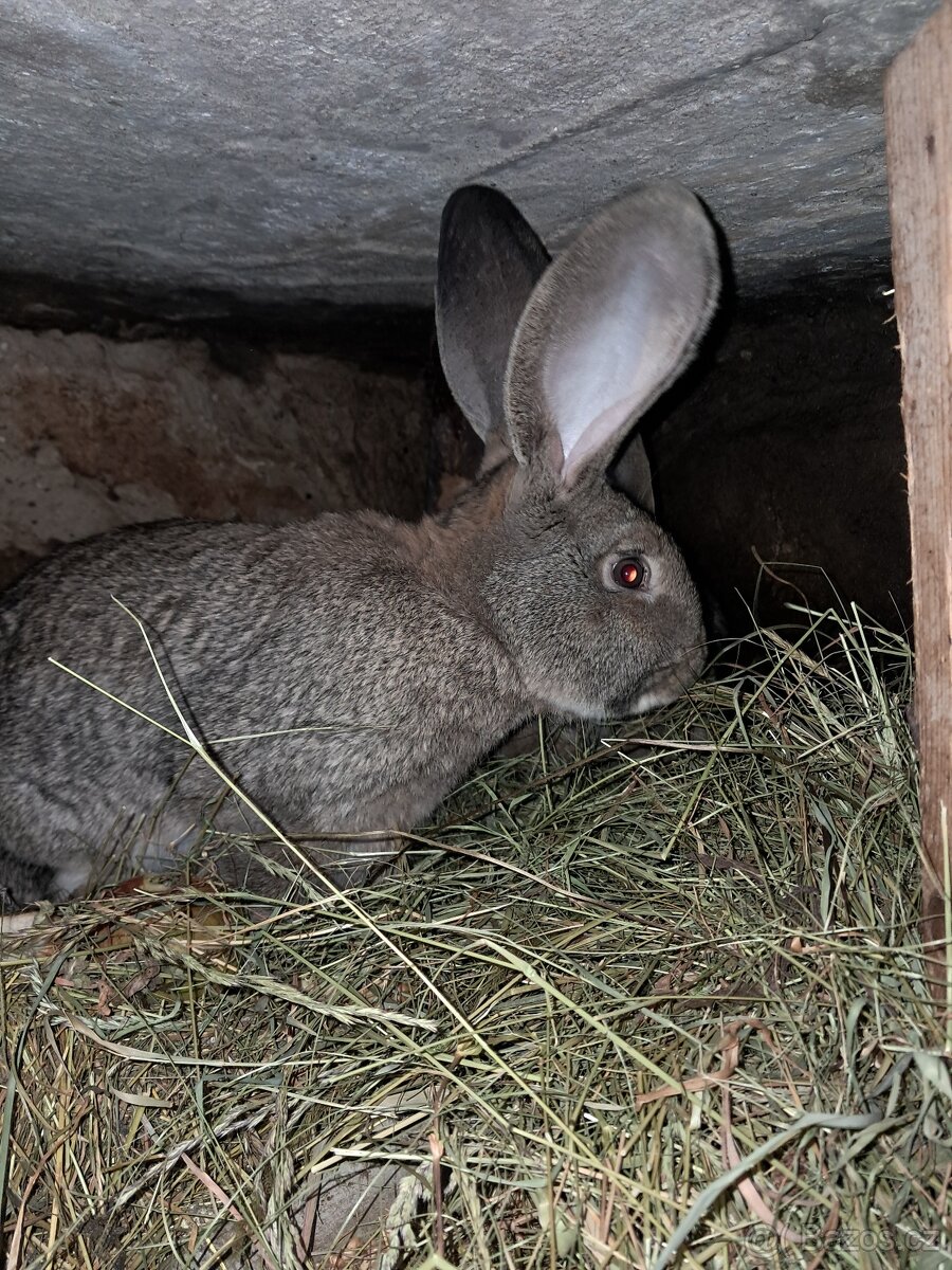 Kralici samice+samci