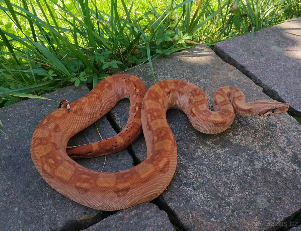 Boa imperator - Keltic VPI Sunglow, Aztec VPI Sunglow