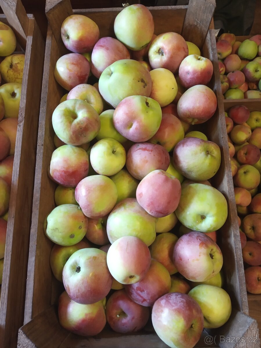 Jablka Spartan - Plzeň