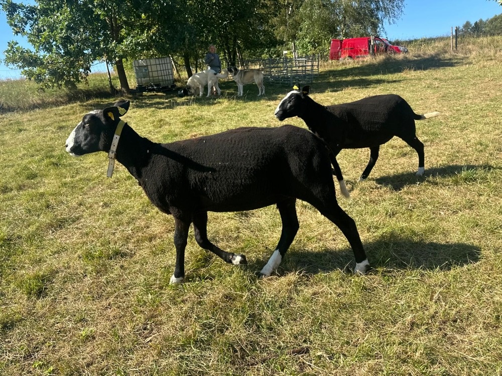 Zwartbles plemenné ovce 3/2025 s POP