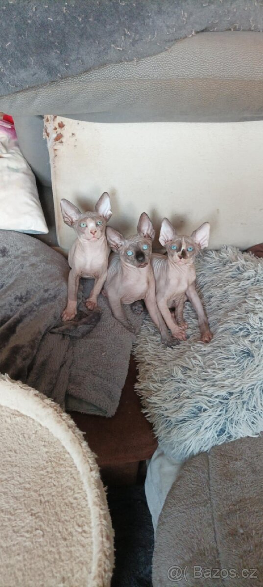 Rezervace sphynx