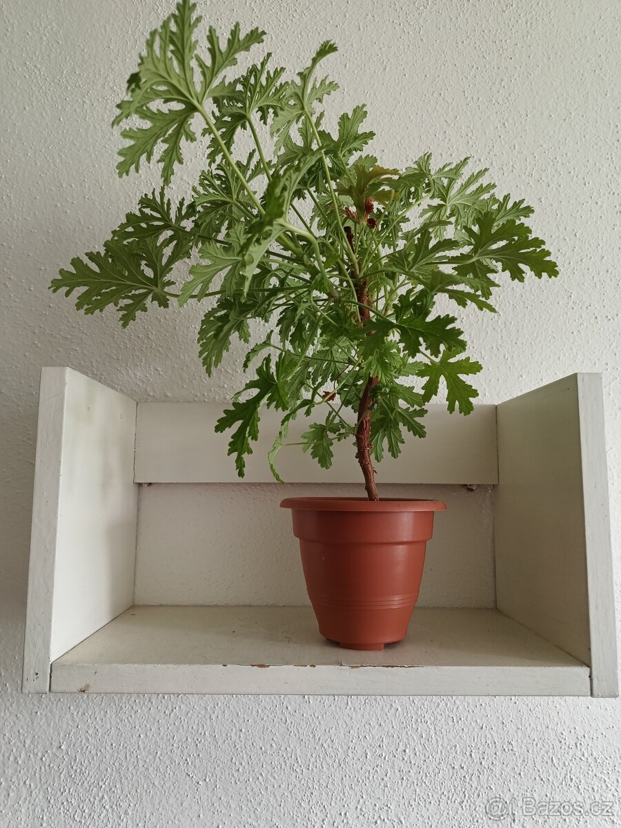 Pelargonie vonná - citronová