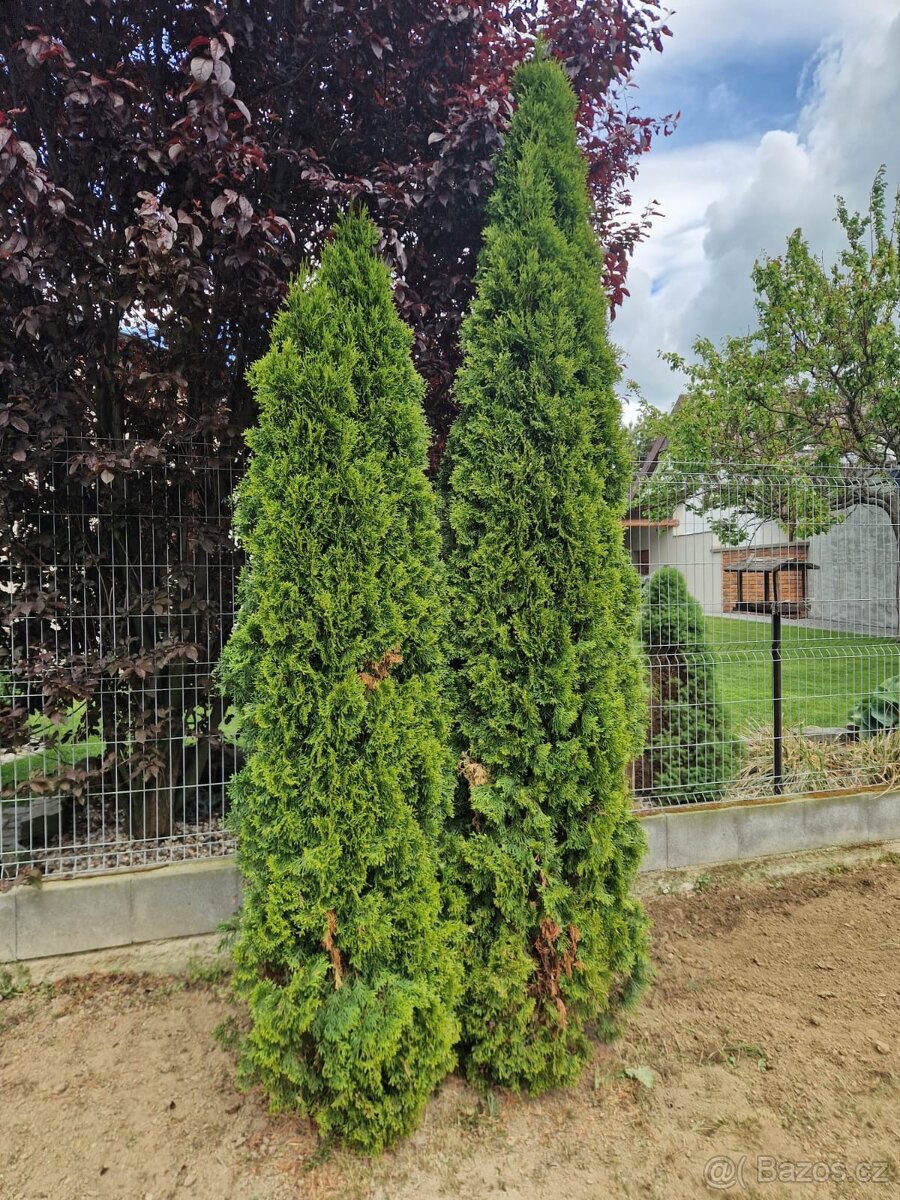 Thuje, tuje, smaragd, thuja