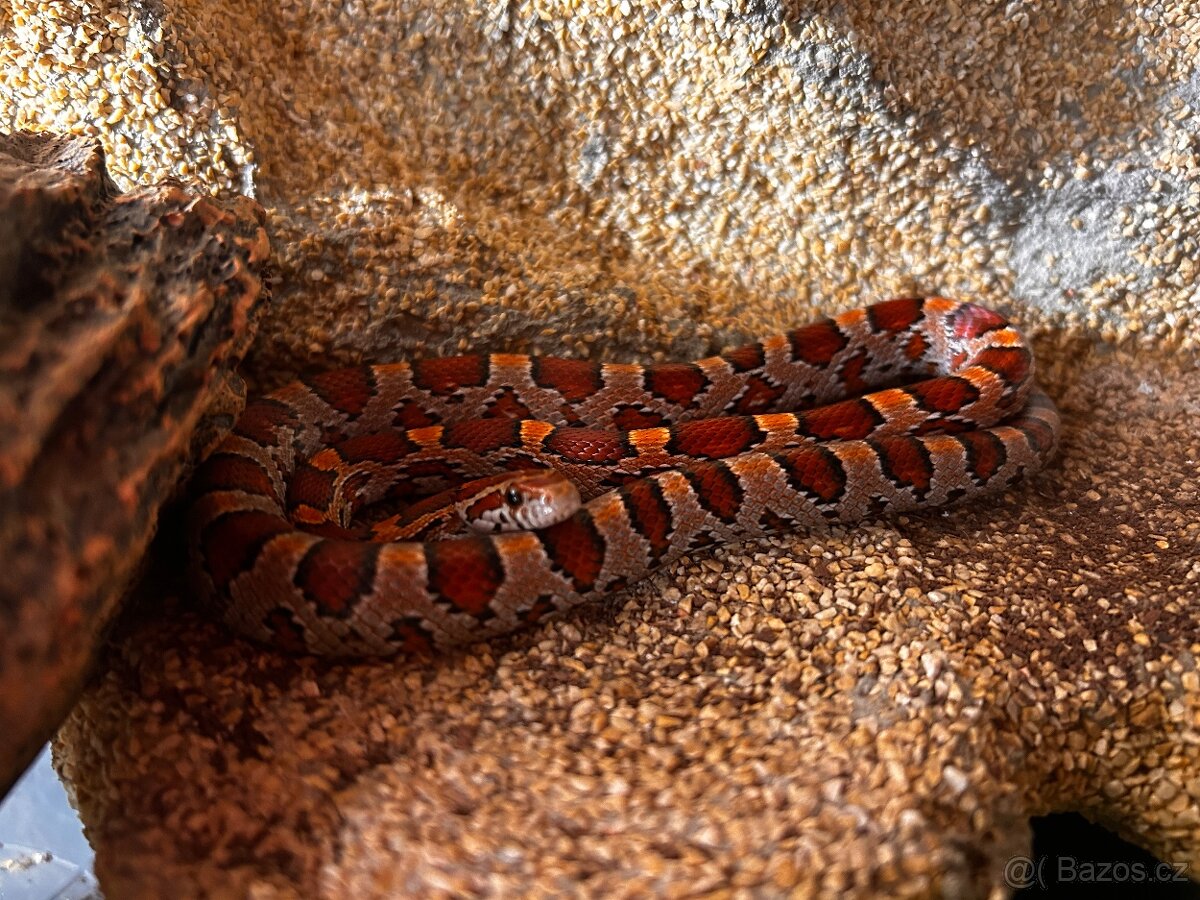 Užovka červená samec - včetně terária