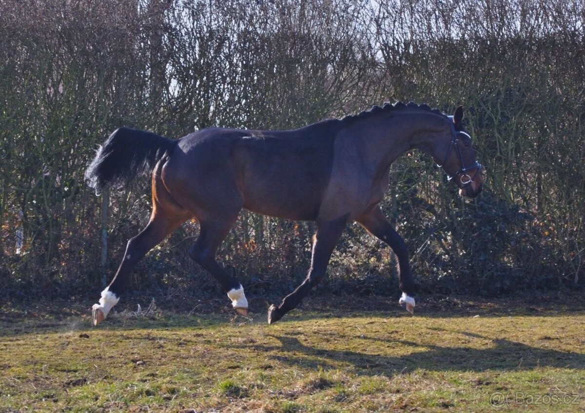 Charakterní klisna do sportu nebo jako luxusní hobby kůň