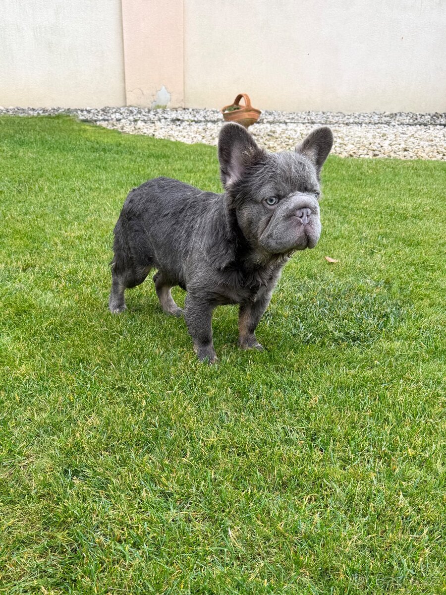 Francouzsky buldoček blue tan dlhosrstá big rope fenka