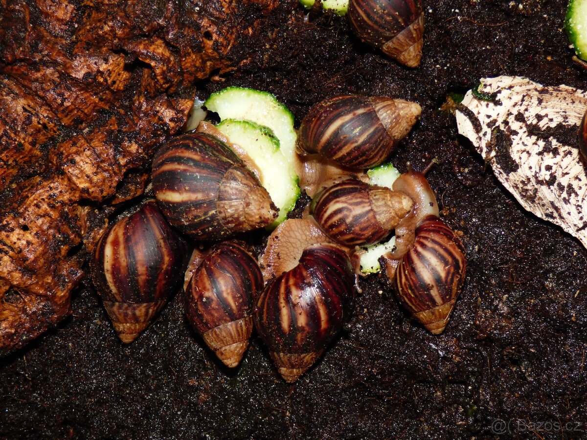 Oblovka (Lissachatina immaculata)