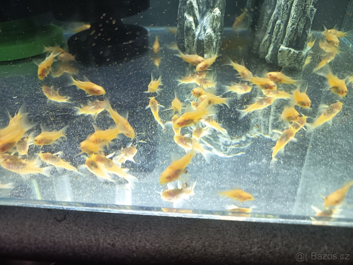 Panceřníček skvrnitý albin