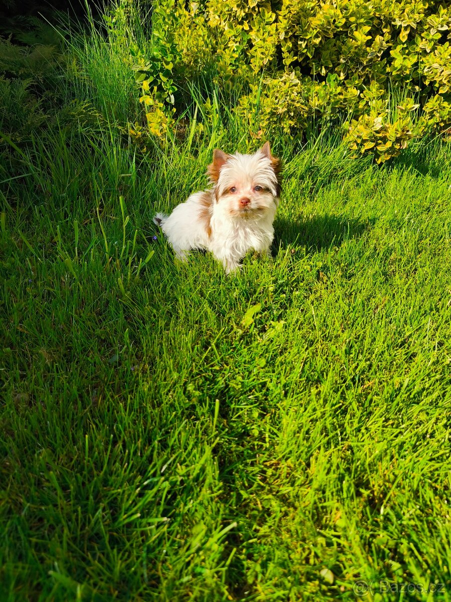 Jorkširský teriér štěňátka