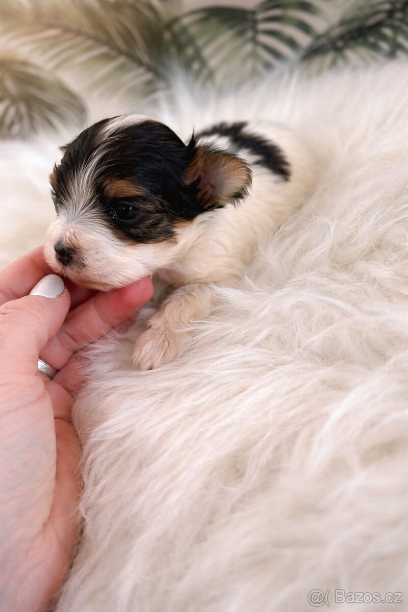 Jorkšírský teriér