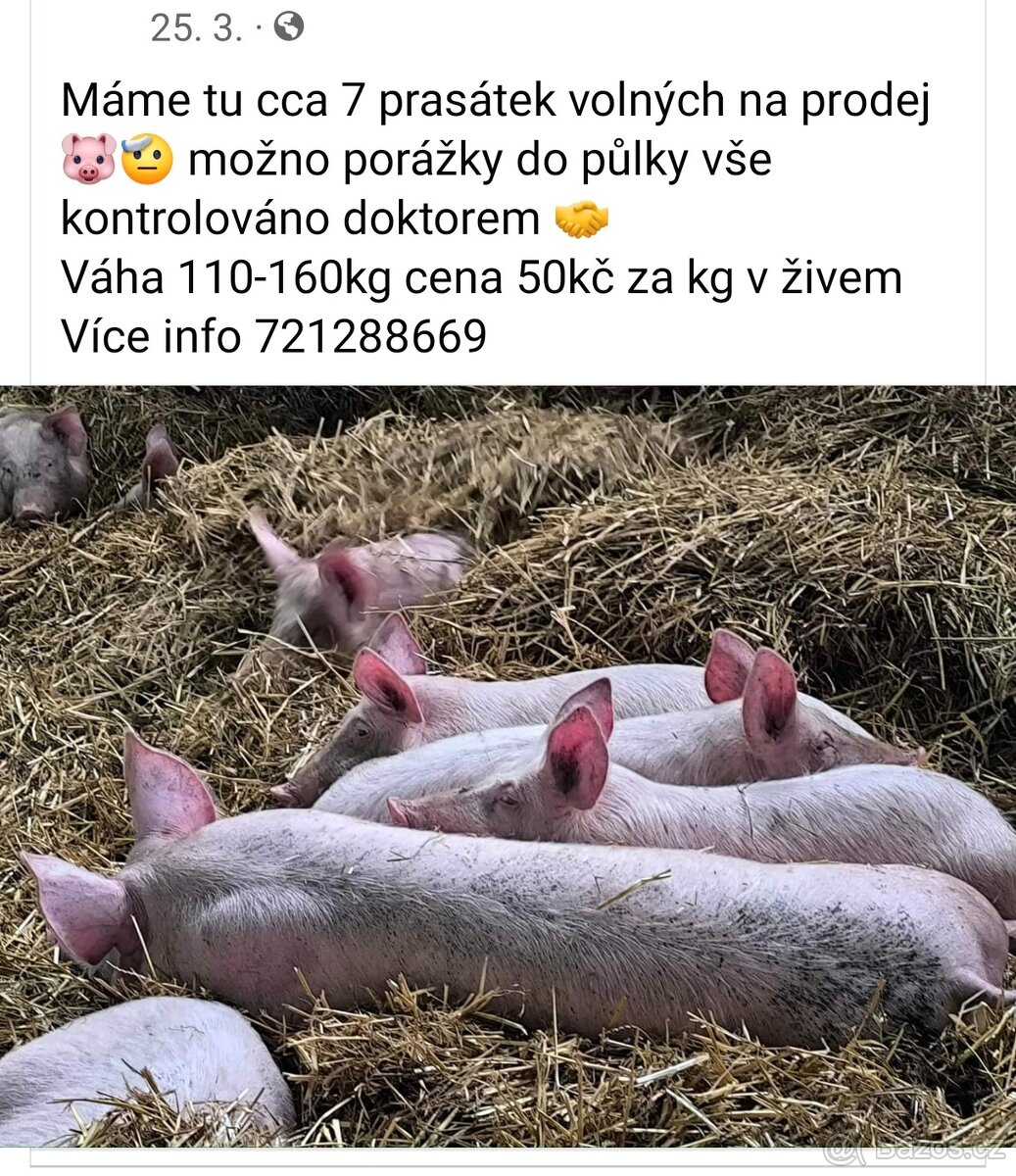 Prodáp prasata