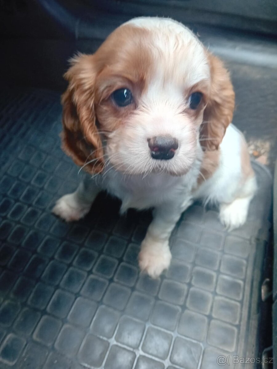 Kavalír king Charles Španěl, Cavalier
