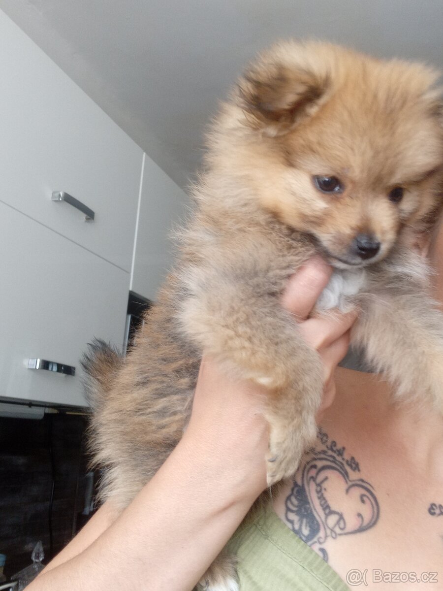 Štěňátko Pomerian