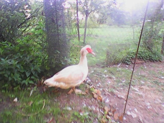 kačer do chovu
