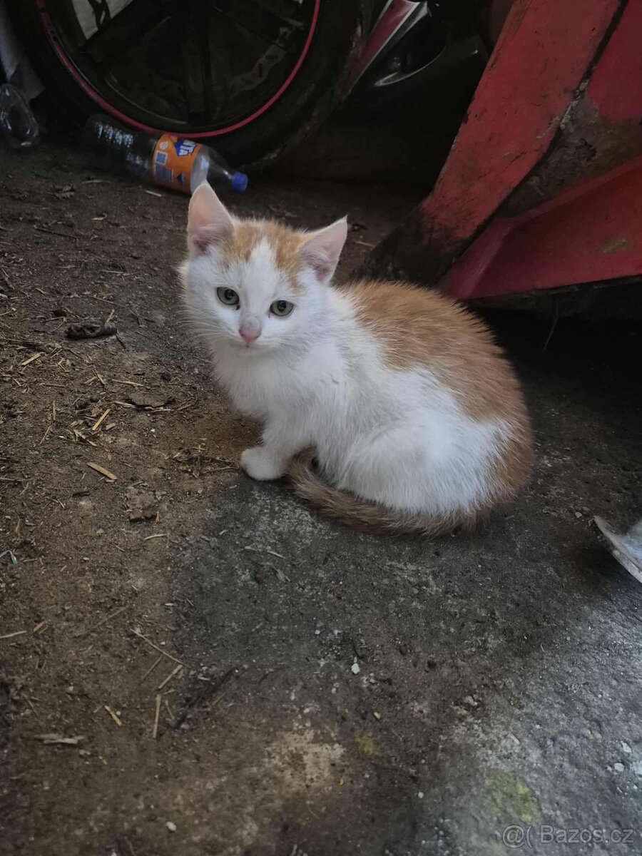 Prosíme o pomoc pro koťátka