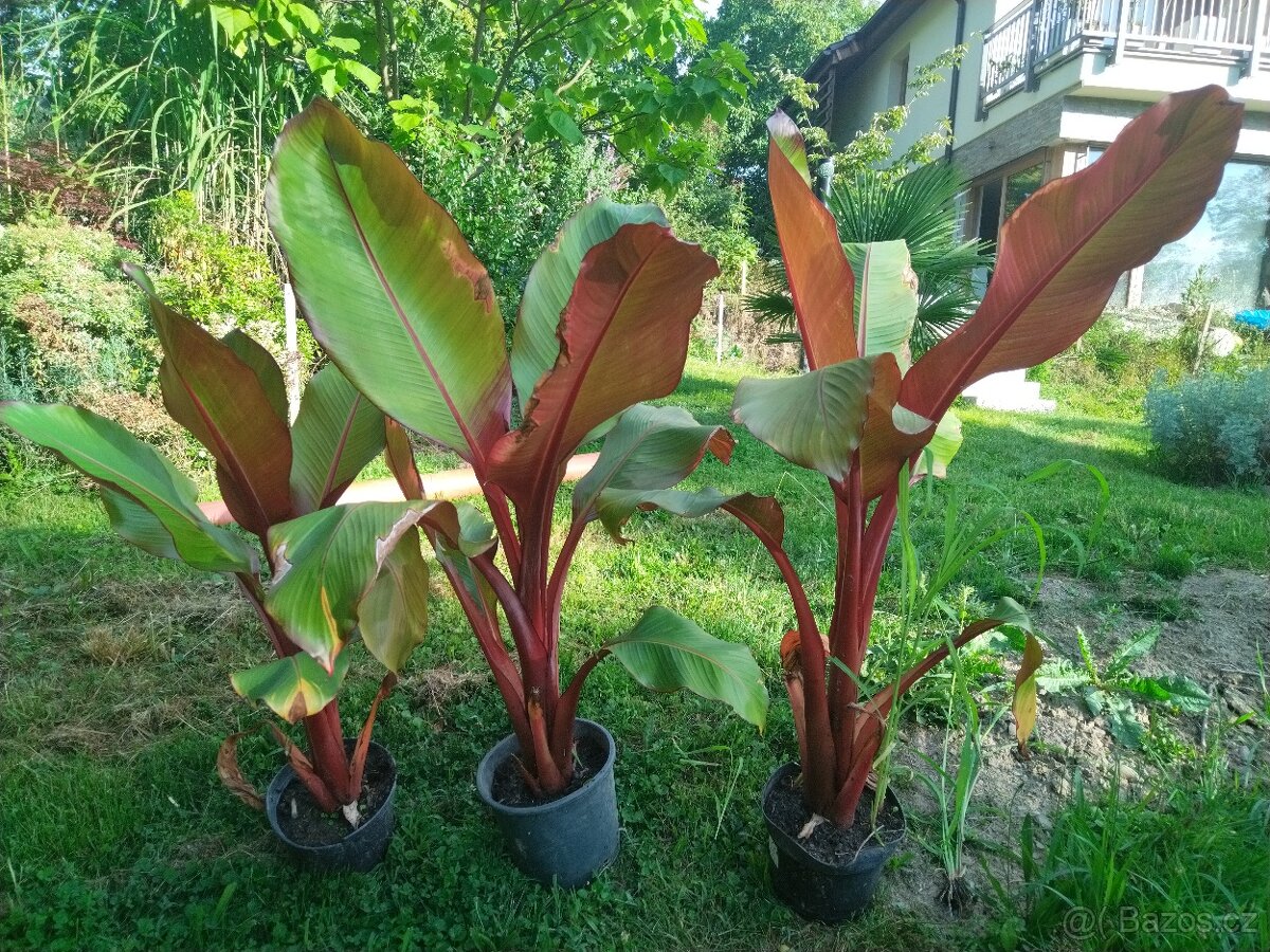 Červenolistý banánovník rostliny 90-120 cm