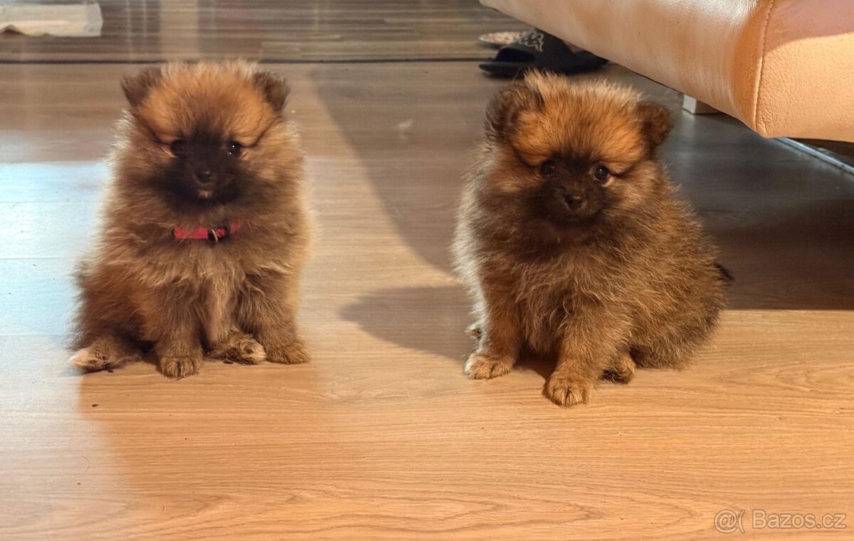 Štěně německý špic trpasličí/ pomeranin